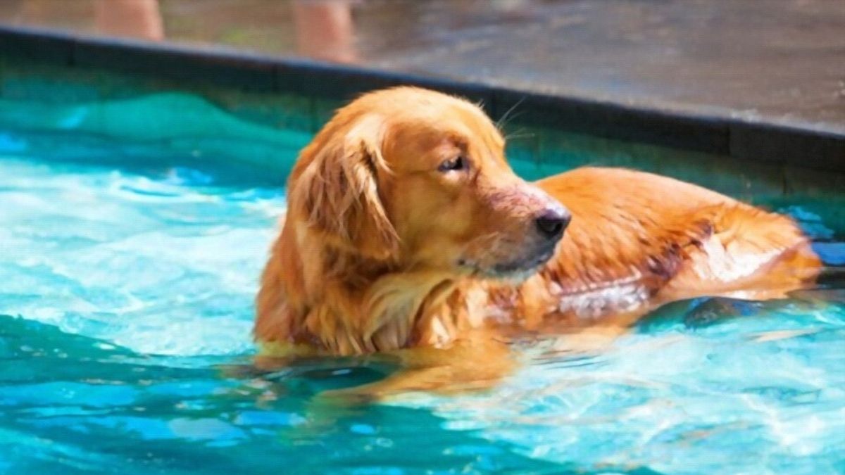 Introduction Of Puppy On Pool Water How To Manage