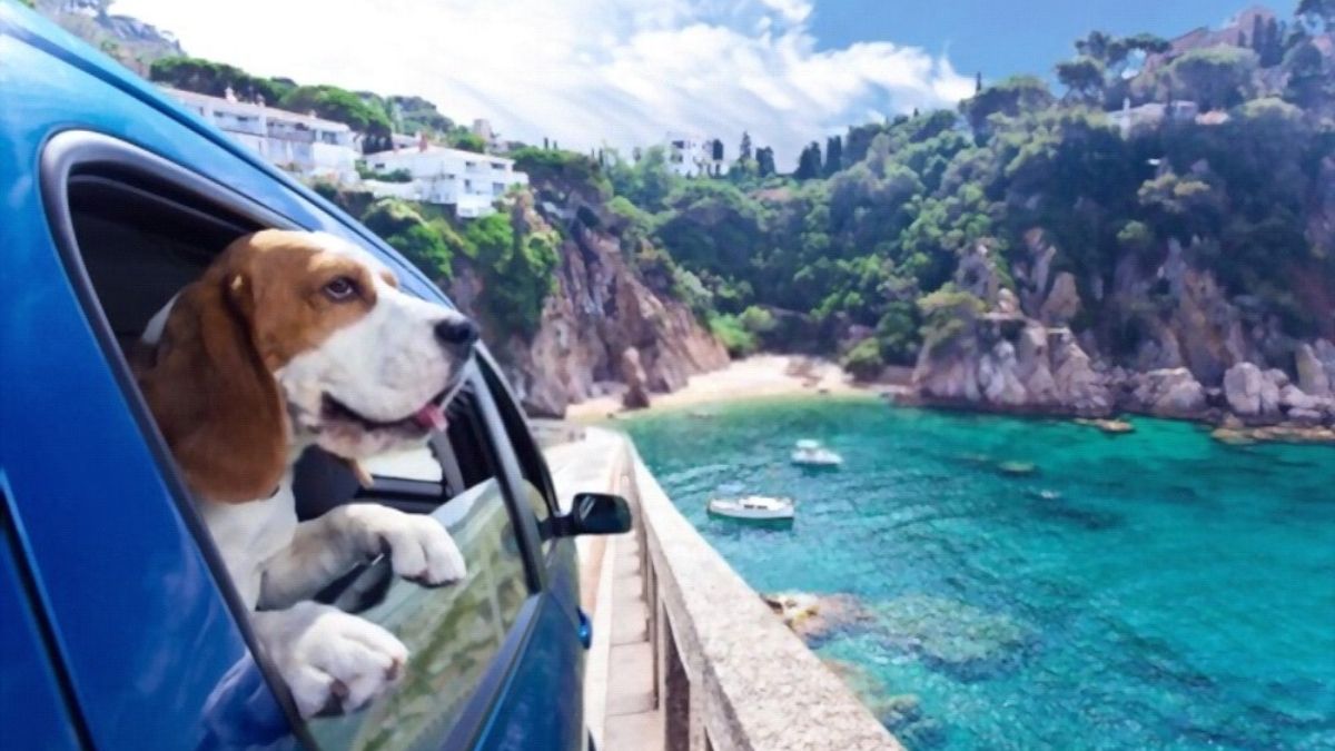 Travelling With Dogs Safety Tips And Accessories In 2022