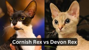 Cornish Rex vs Devon Rex: A Comparison of Two Unique Breeds
