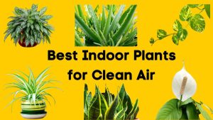 10 Best Indoor Plants for Clean Air: Air-Purifying Plants for Your Home