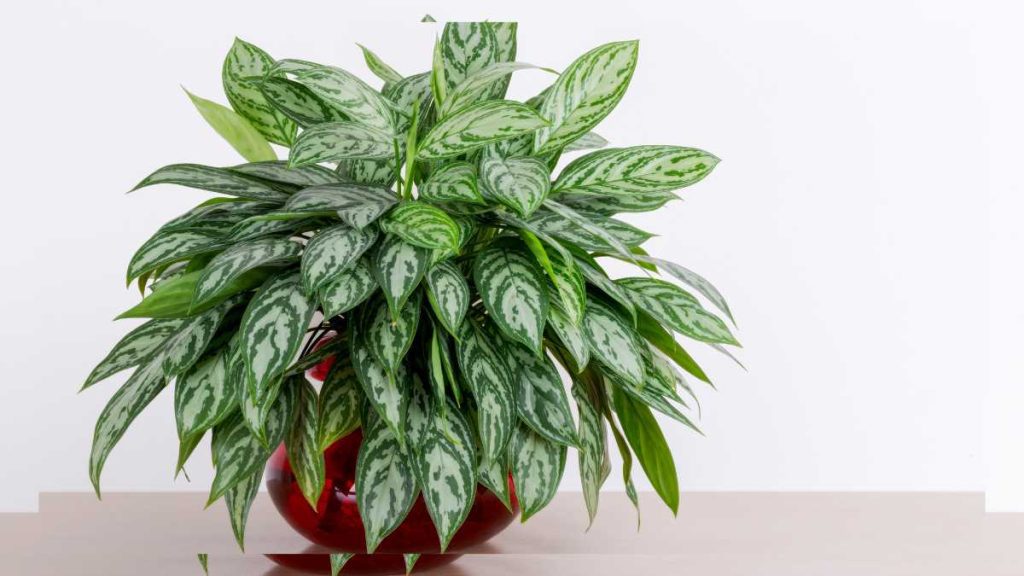 Best Indoor Plants for Clean Air