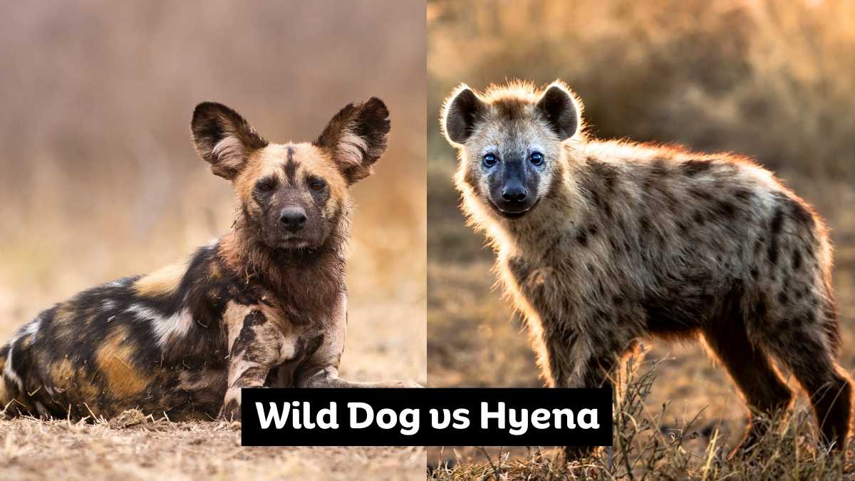 Wild Dog vs Hyena
