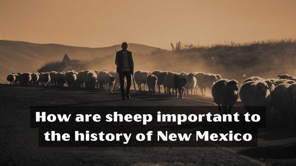 How are sheep important to the history of New Mexico