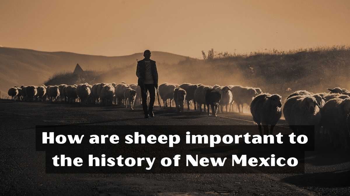 How are sheep important to the history of New Mexico