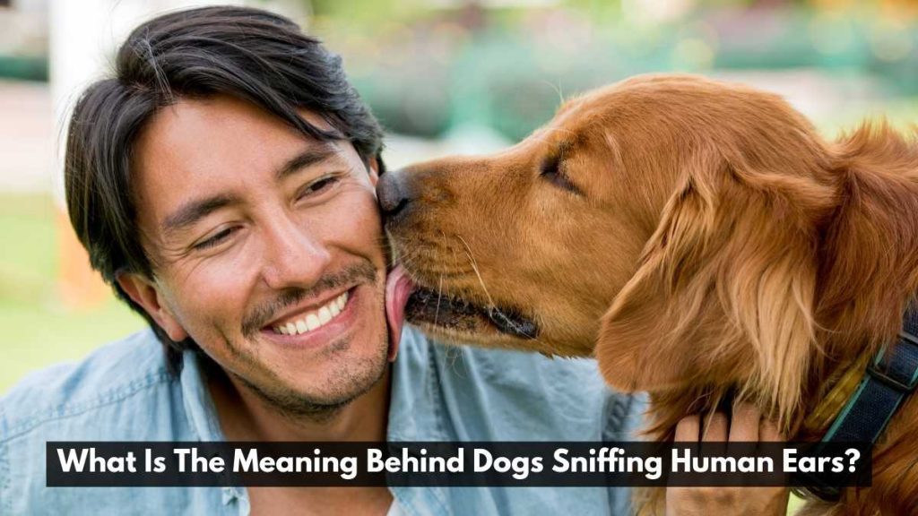 What Is The Meaning Behind Dogs Sniffing Human Ears