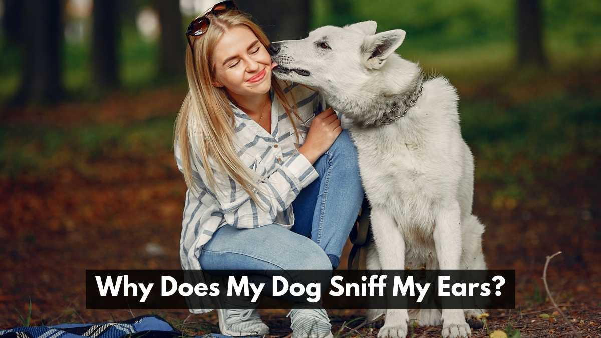 Why Does My Dog Sniff My Ears