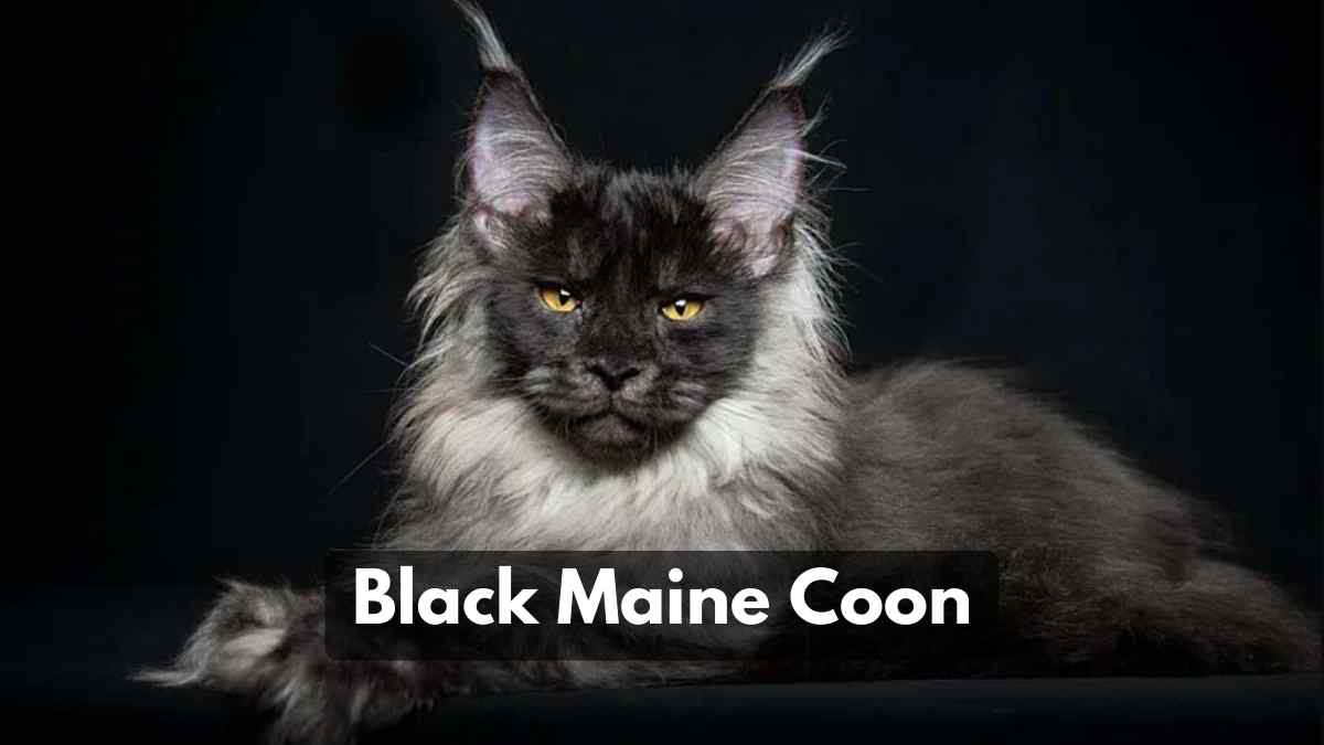 Black Maine Coon Cat