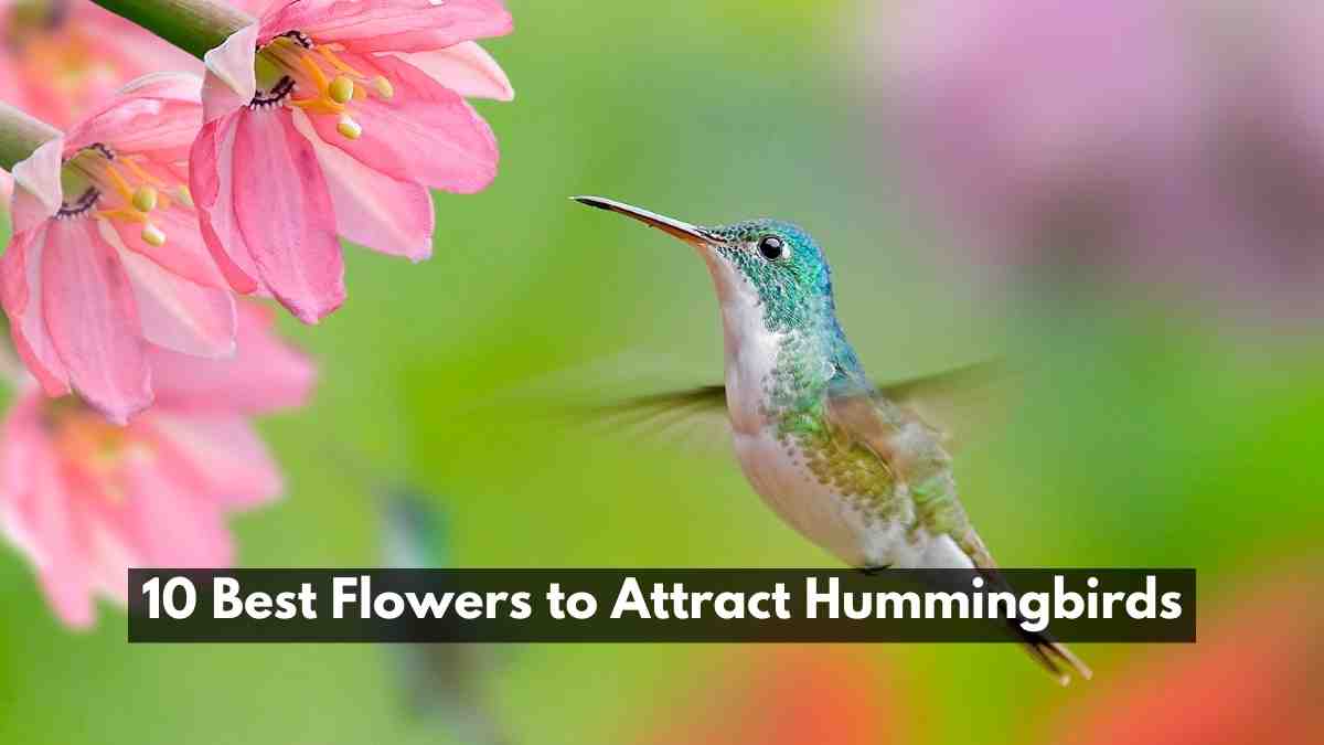 10 Best Flowers to Attract Hummingbirds