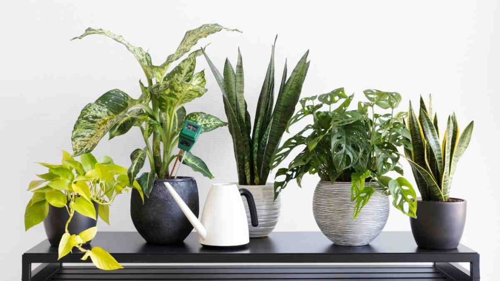 Why Indoor Plant Leaves Turn Yellow