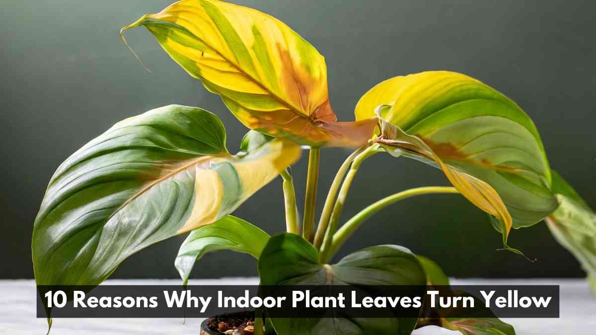 10 Reasons Why Indoor Plant Leaves Turn Yellow