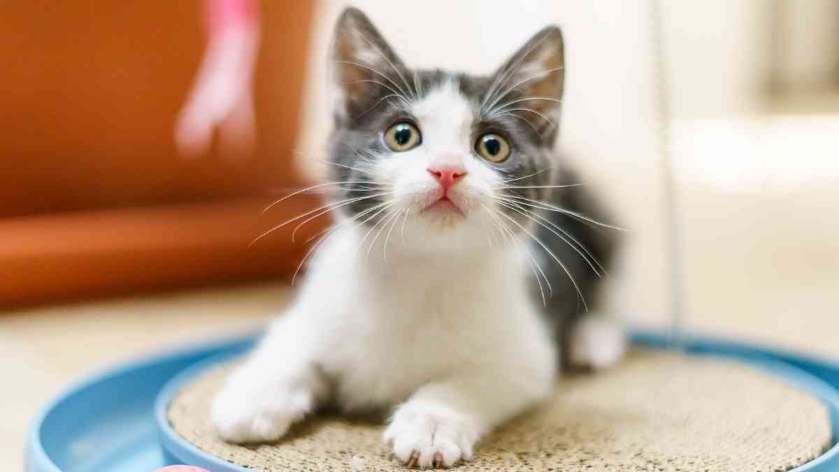 12 Cutest Cat Breeds in the World