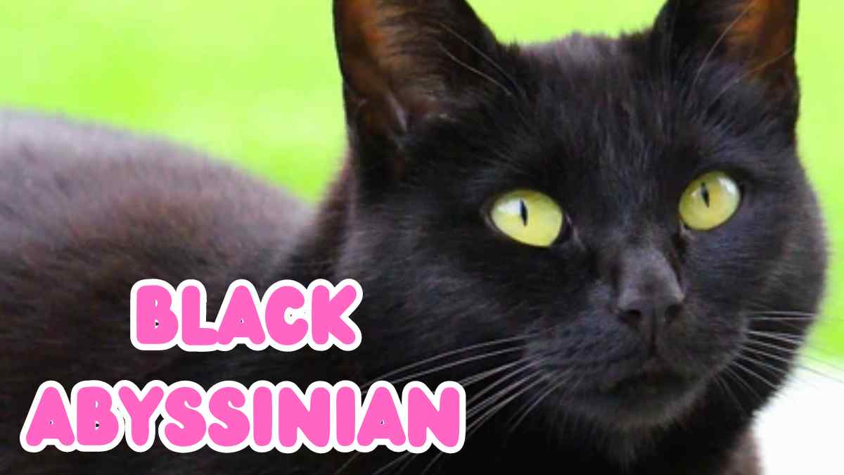 Black Abyssinian Cats