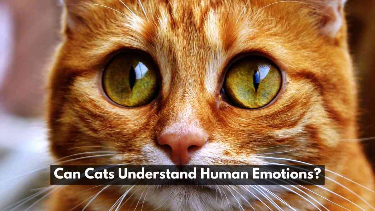 Can Cats Understand Human Emotions
