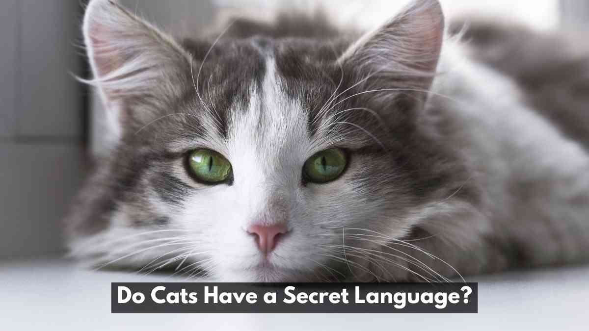 Do Cats Have a Secret Language