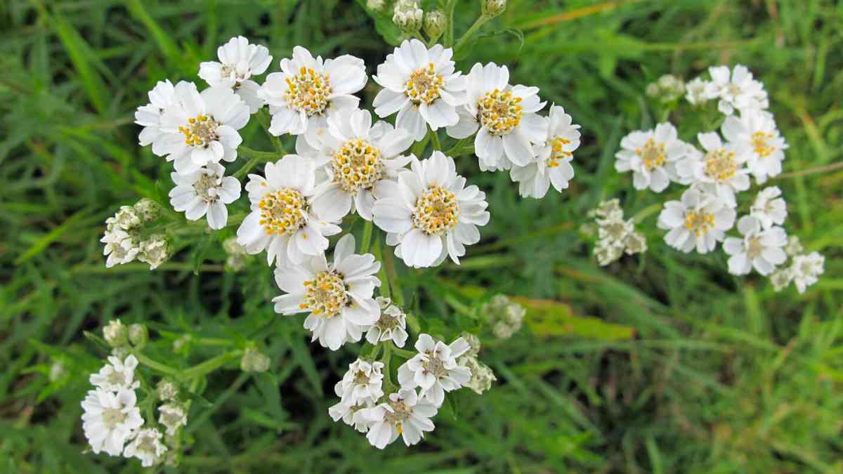 How to Grow and Care for Achillea Ptarmica