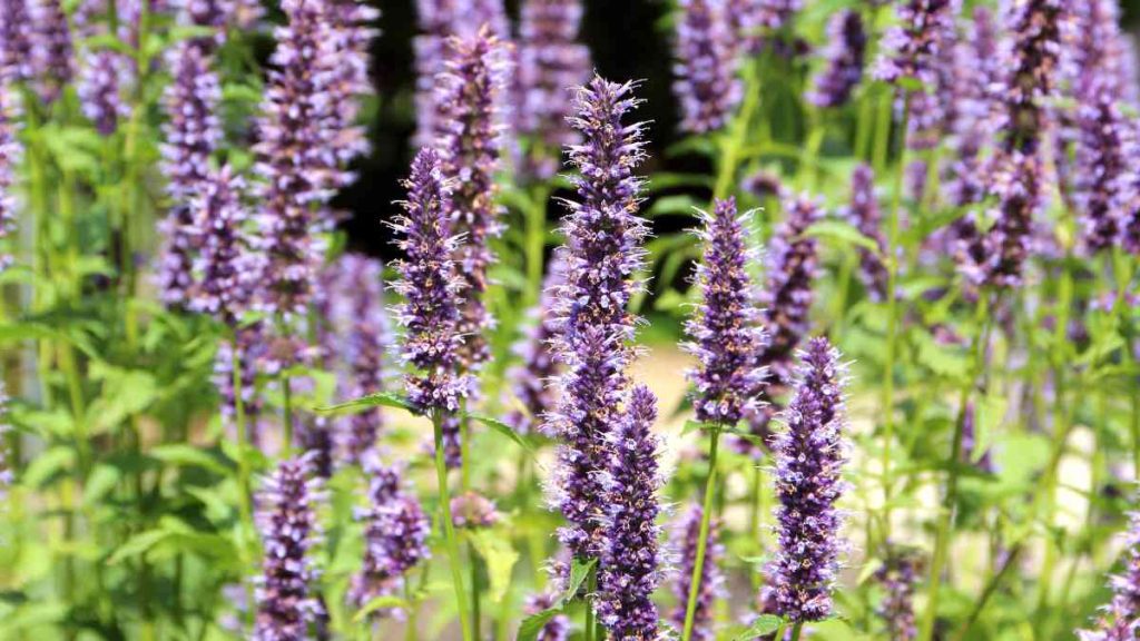 How to Grow and Care for Agastache Blue Boa