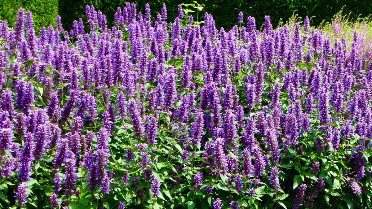 How to Grow and Care for Agastache Blue Boa