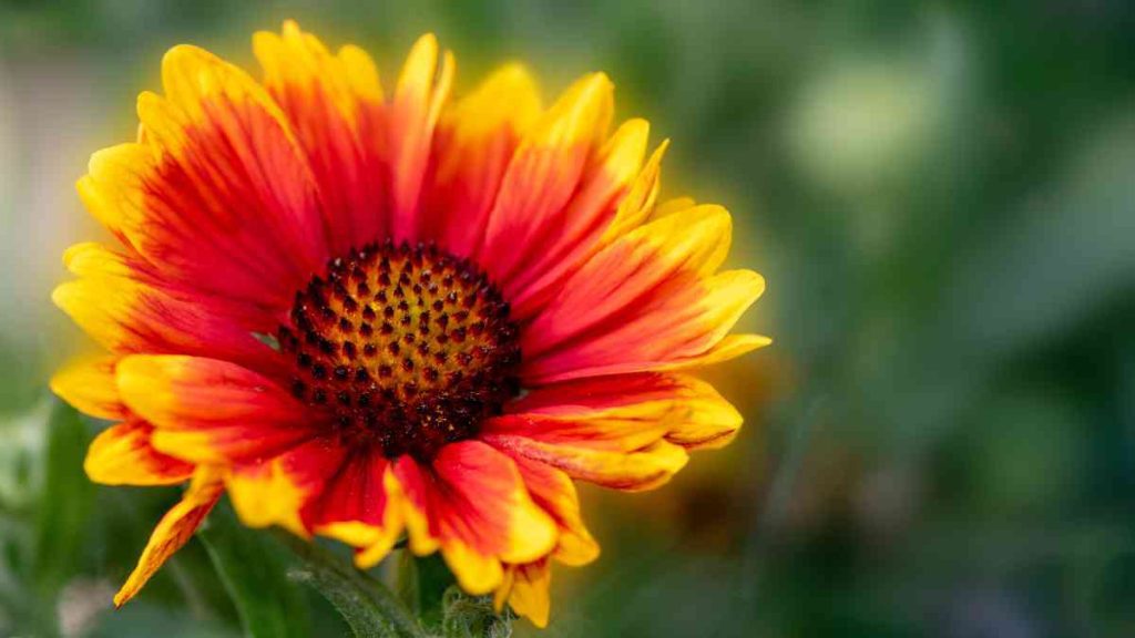 How to Grow and Care for Arizona Sun Blanket Flower