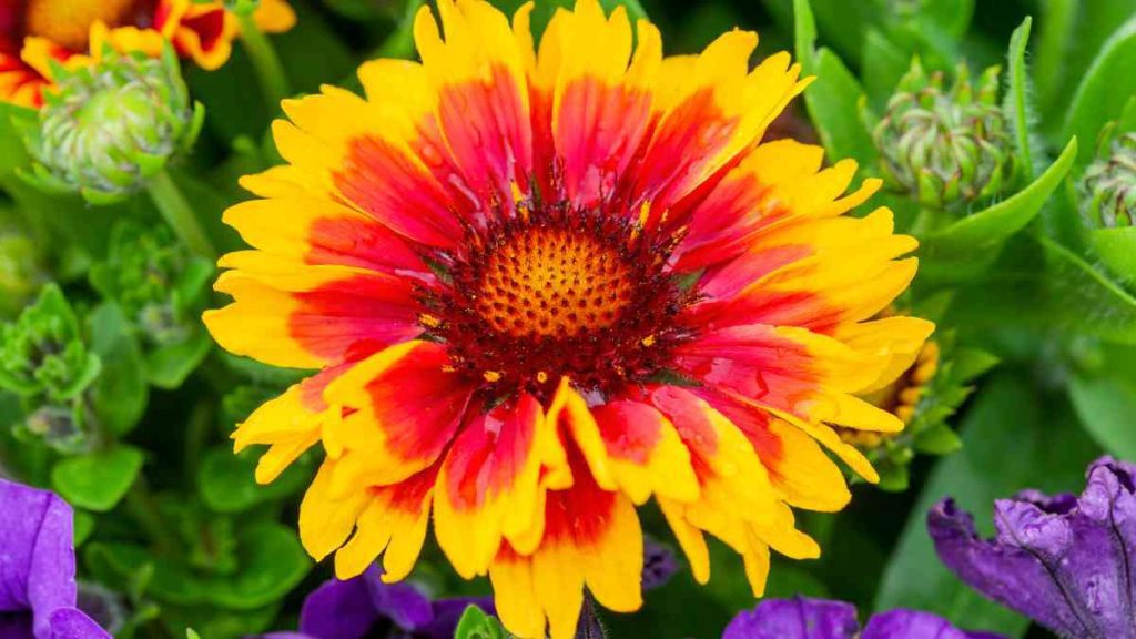 How to Grow and Care for Arizona Sun Blanket Flower
