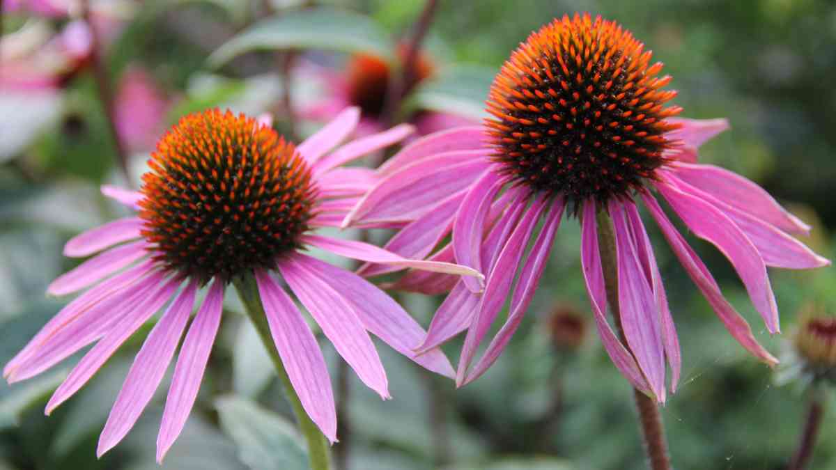 How to Grow and Care for Echinacea