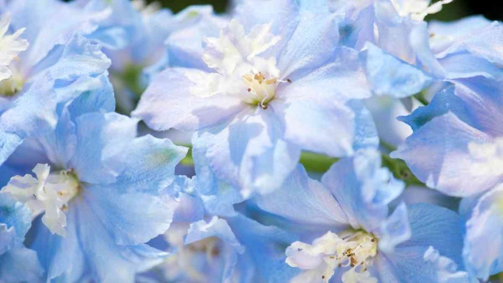 How to Grow and Care for Light Blue Delphinium