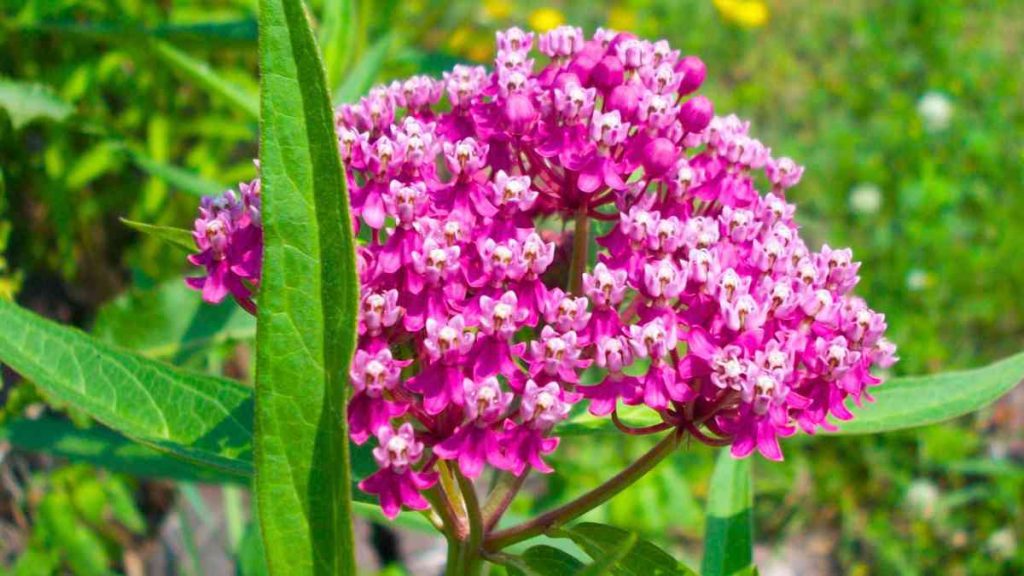 How to Grow and Care for Milkweed