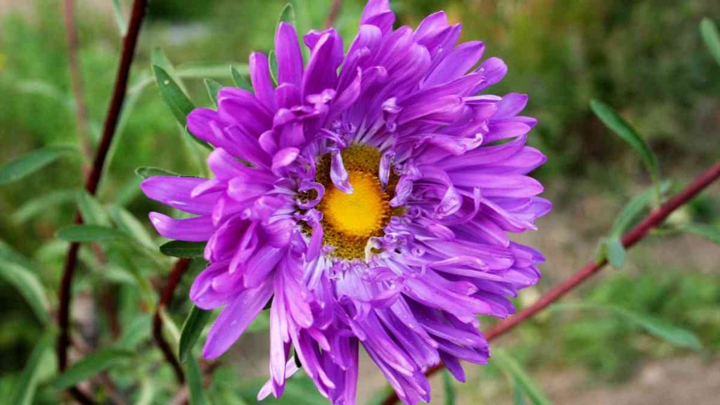 How to Grow and Care for Purple Aster