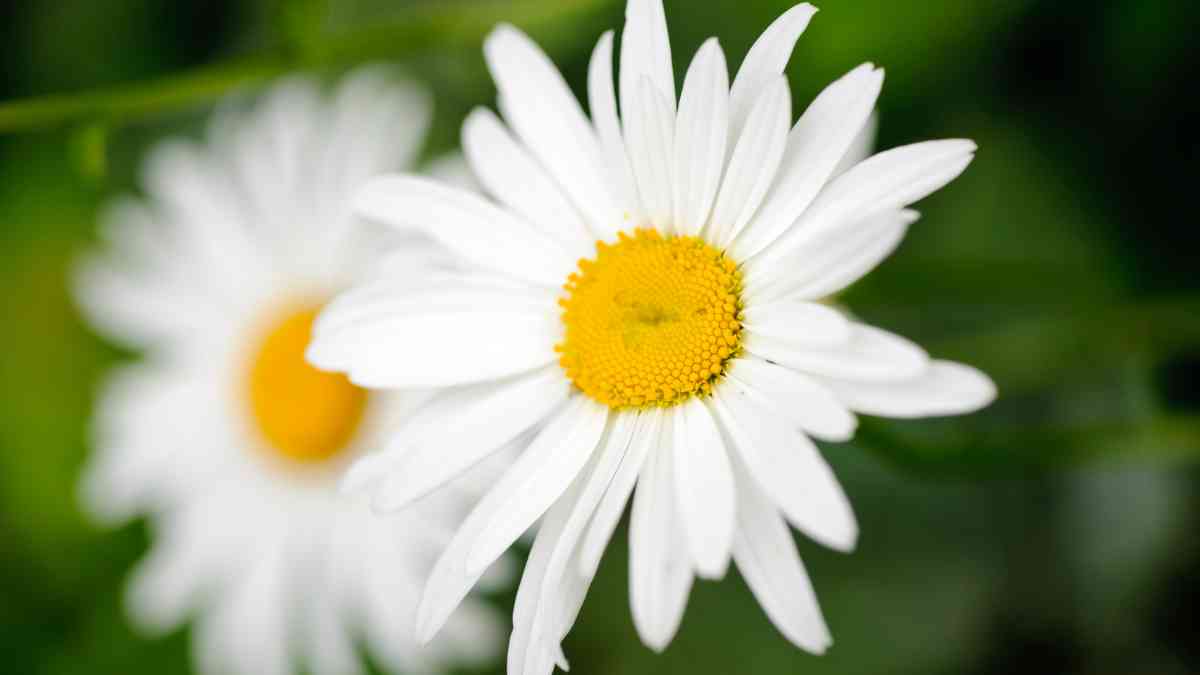 Snowcap Shasta Daisy: How to Grow and Care