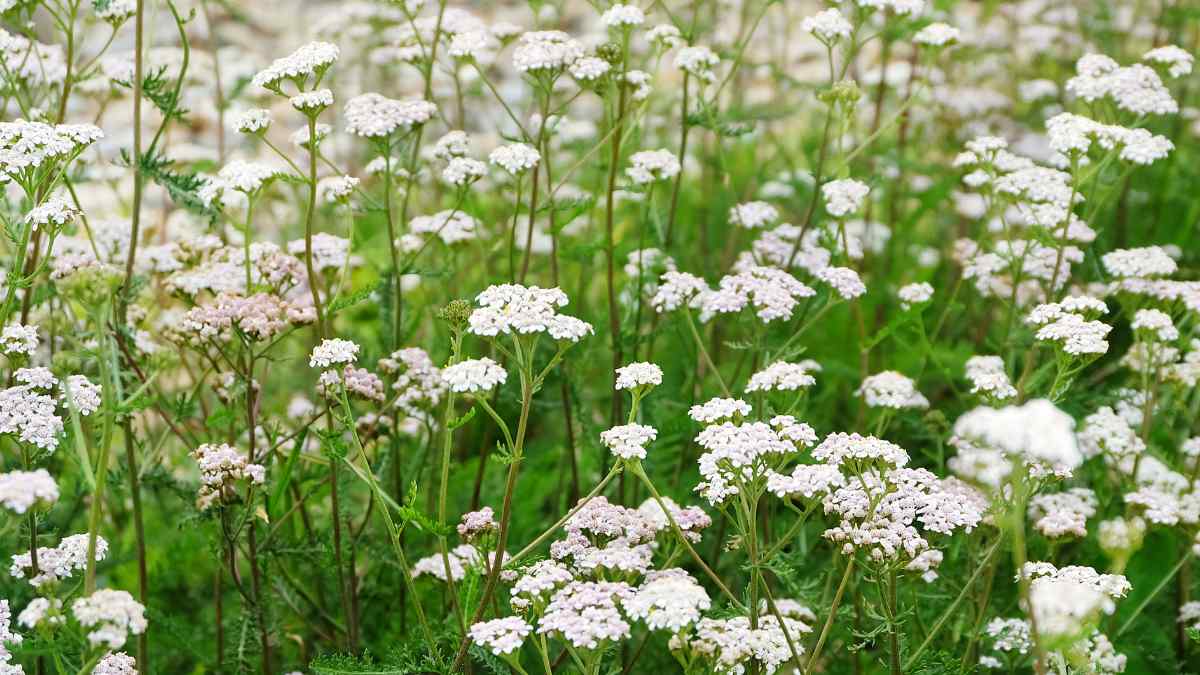 How to Grow and Care for White Yarrow (Achillea millefolium)