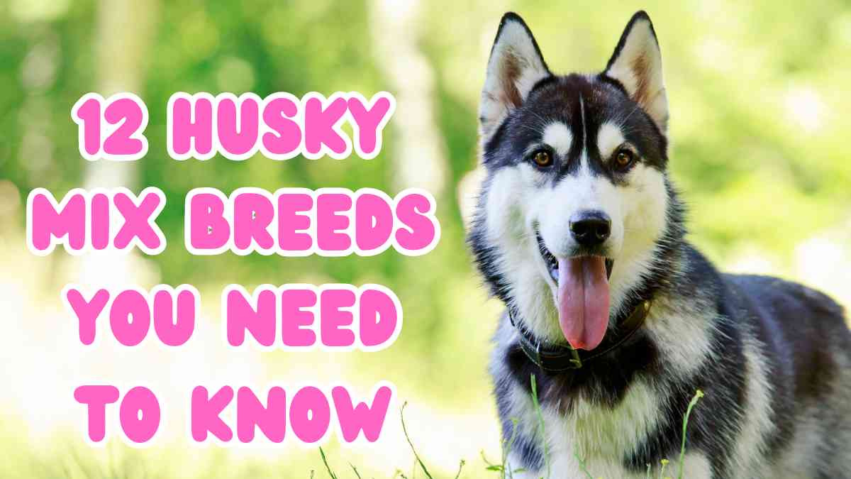 Husky Mix Breeds