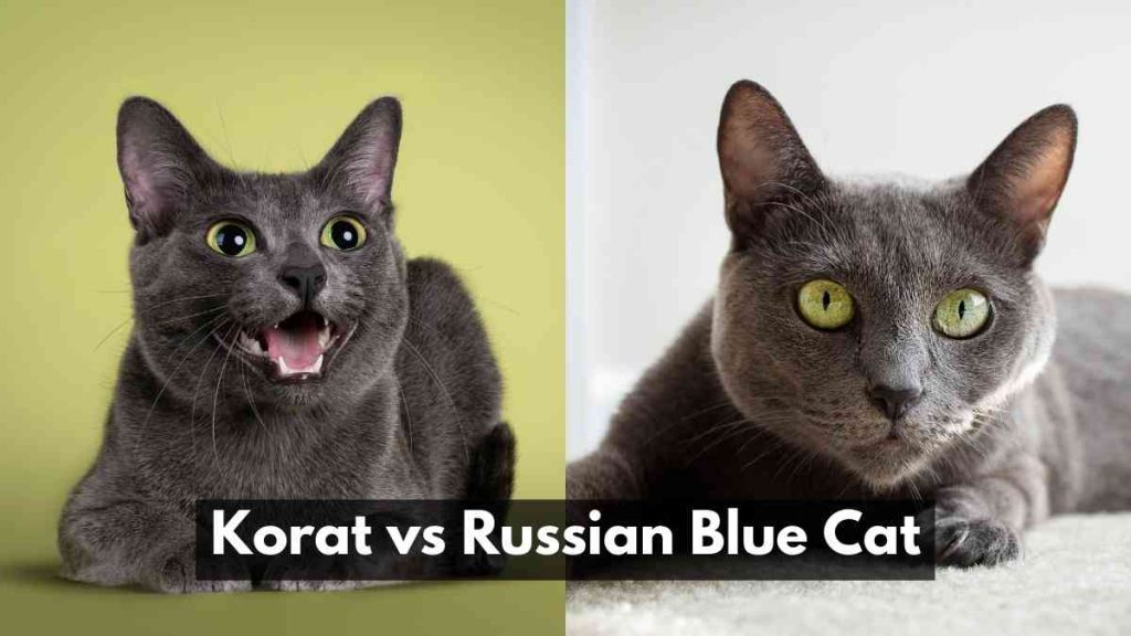 Korat vs Russian Blue Cat