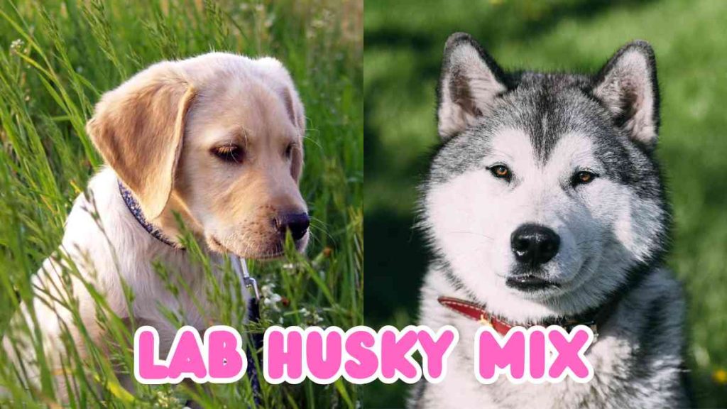 Lab Husky mix