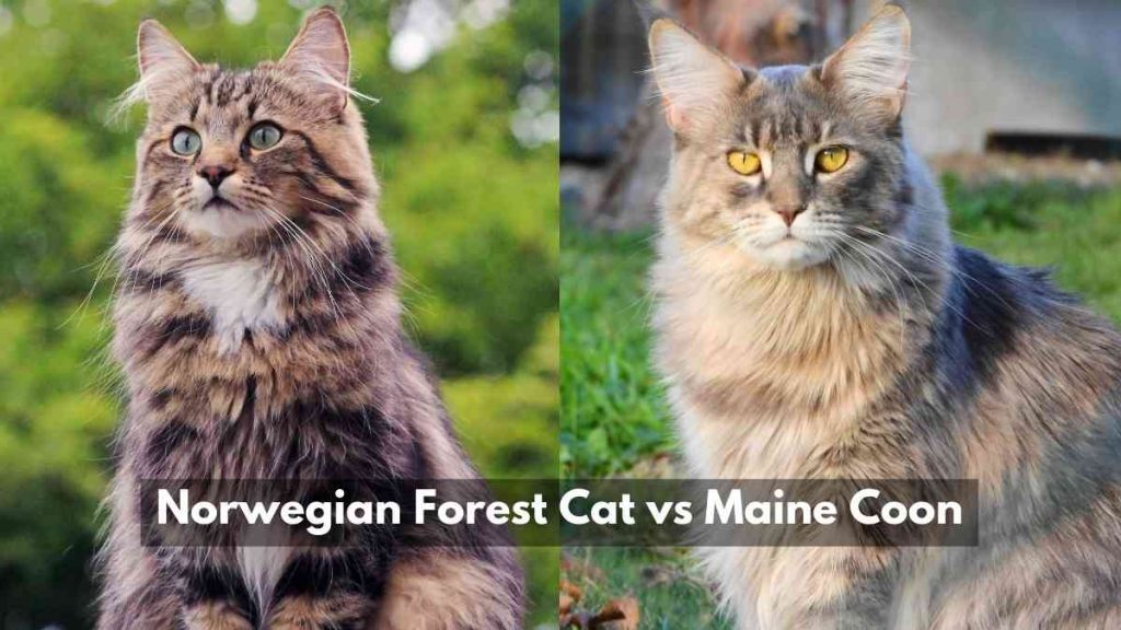 Norwegian Forest Cat Vs Maine Coon: Size Showdown!