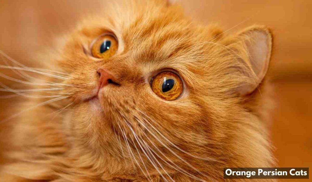 Orange Persian Cats