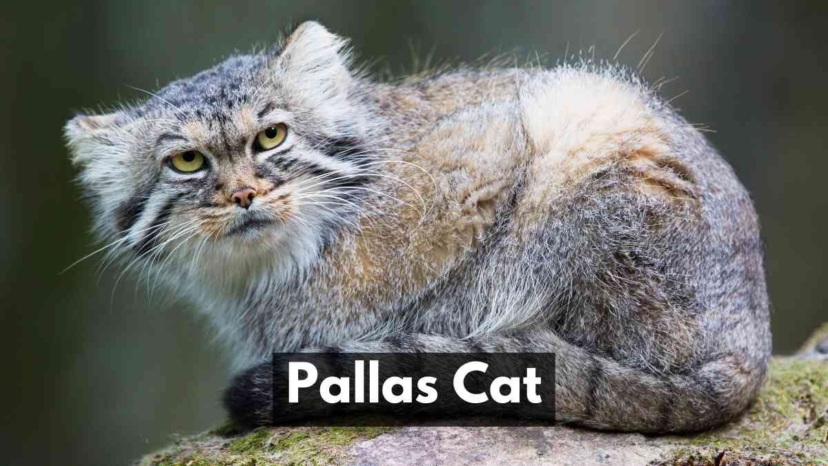 Pallas Cat