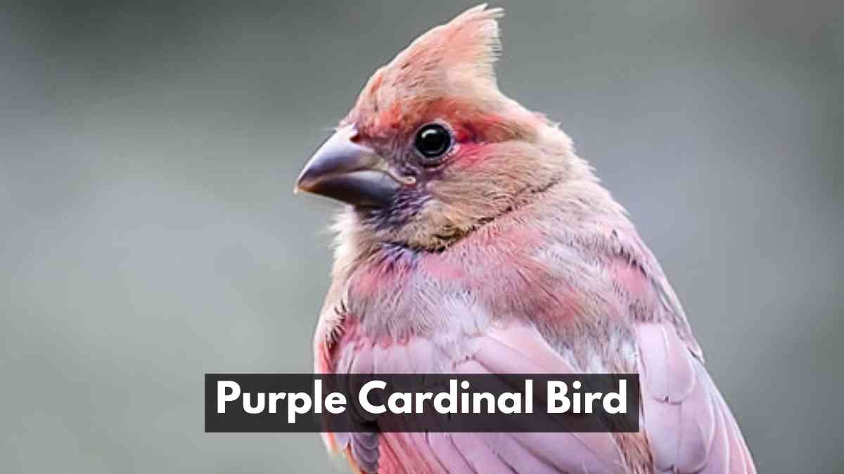Purple Cardinal Bird