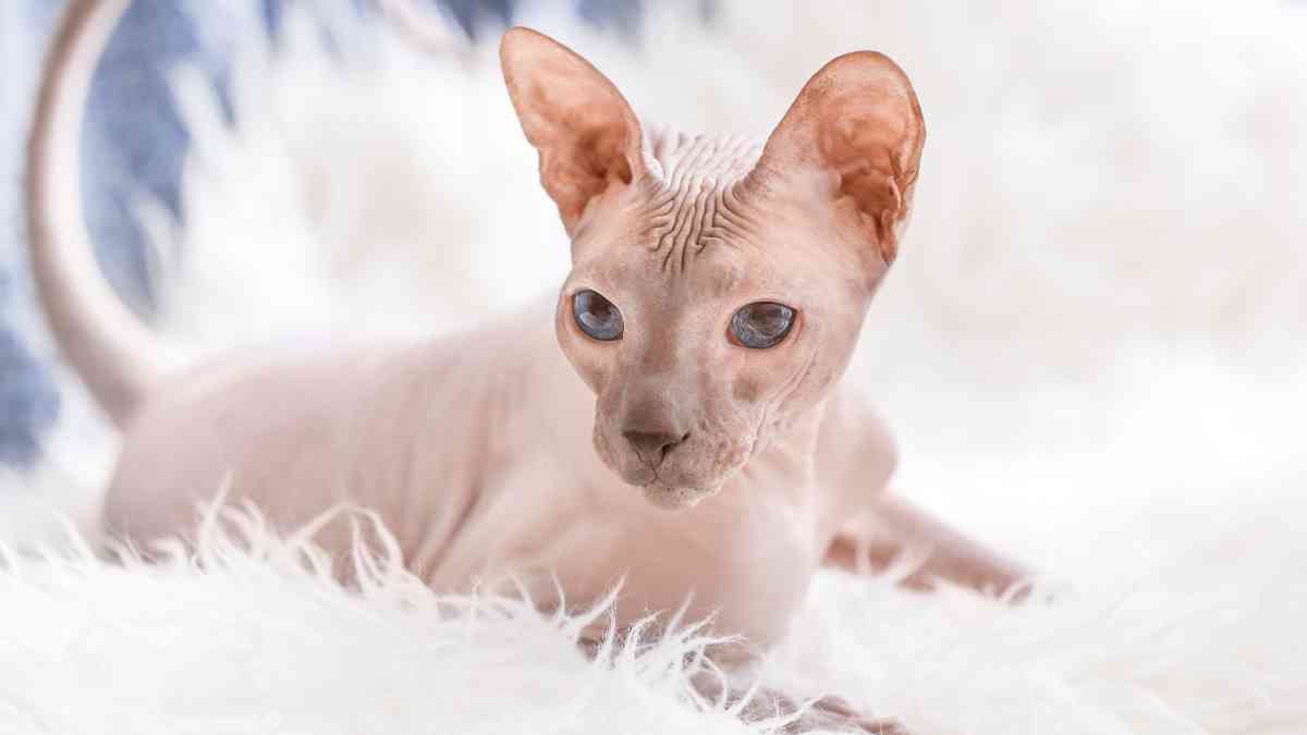 12 Cutest Cat Breeds in the World