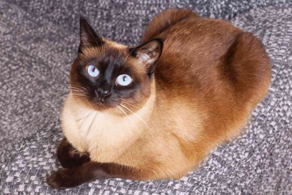 Traditional Siamese