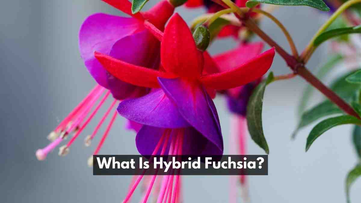 What Is Hybrid Fuchsia