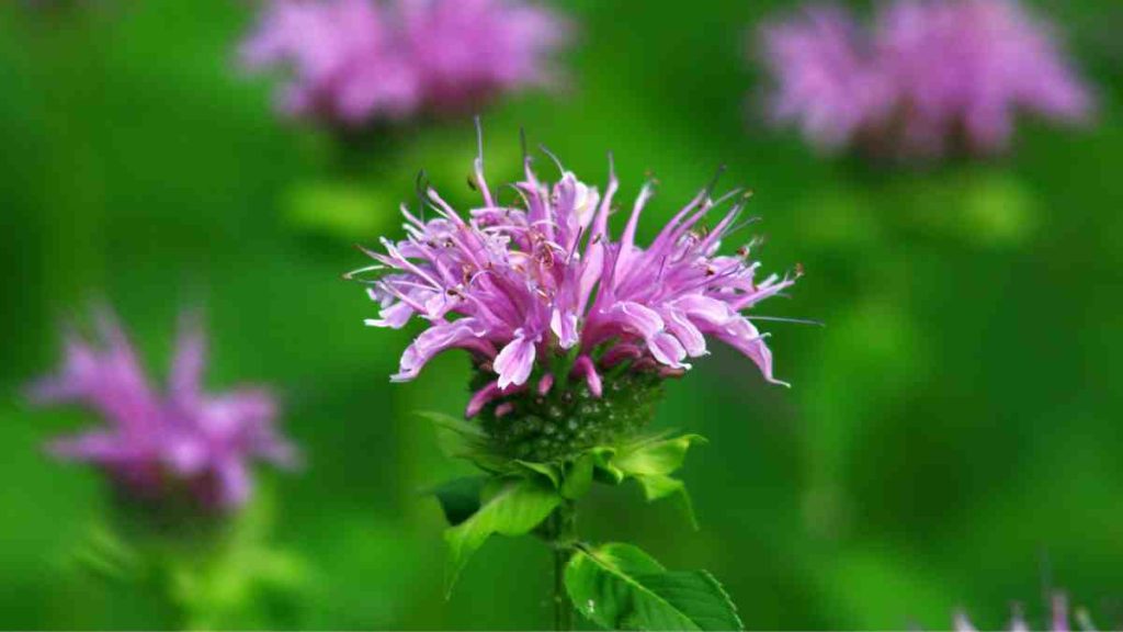 What Not to Plant With Bee Balm