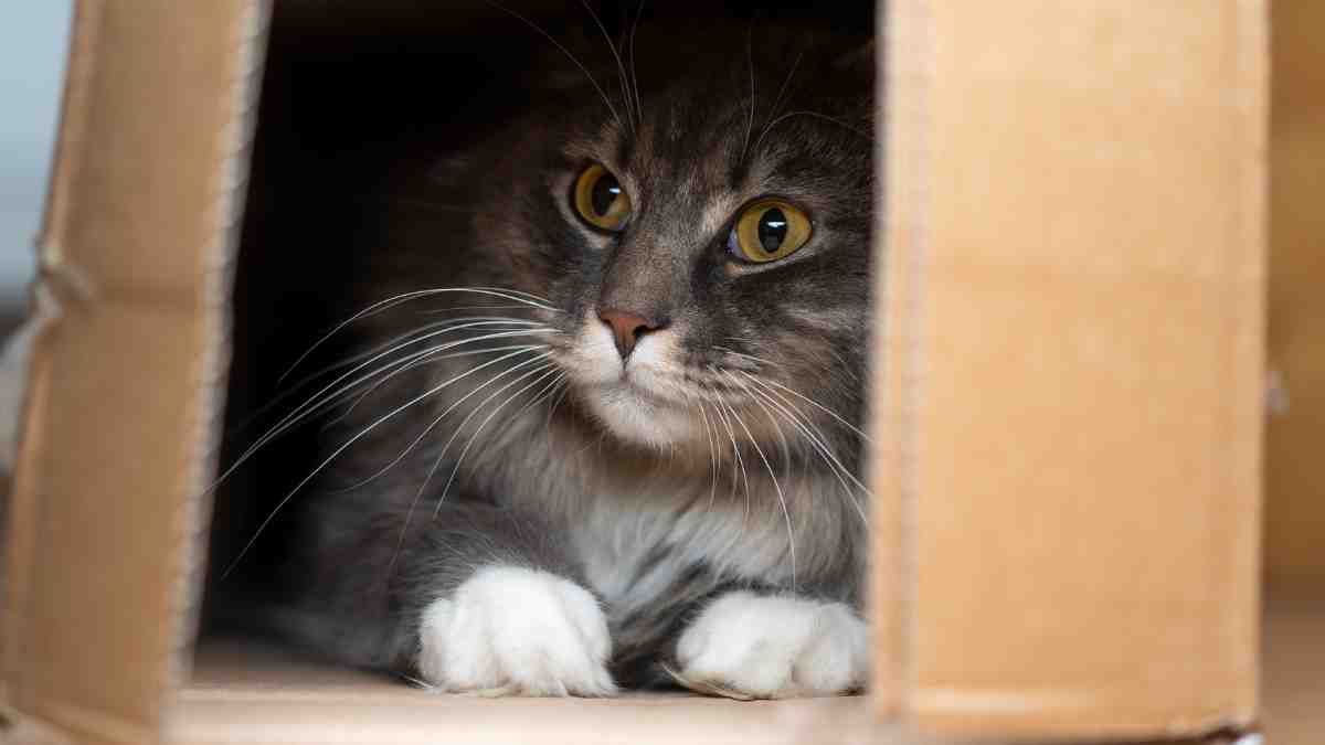 Why Do Cats Love Boxes So Much 4007