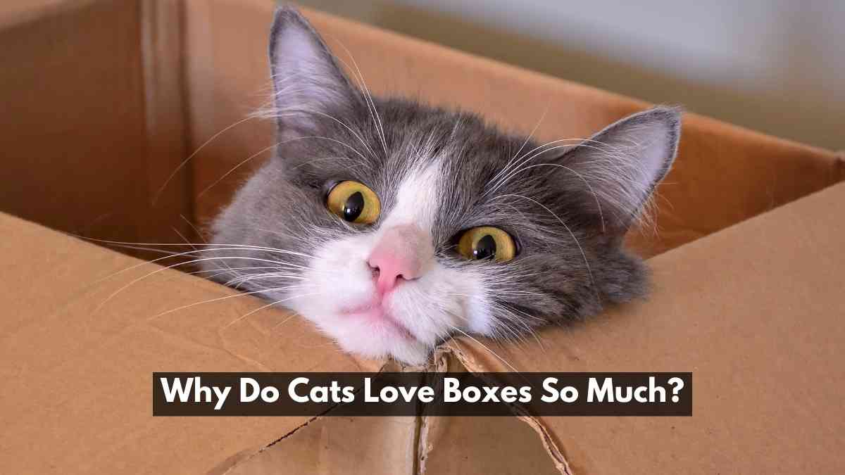 Why Do Cats Love Boxes So Much