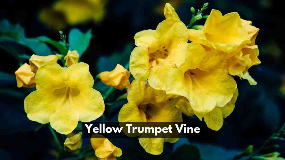 Yellow Trumpet Vine