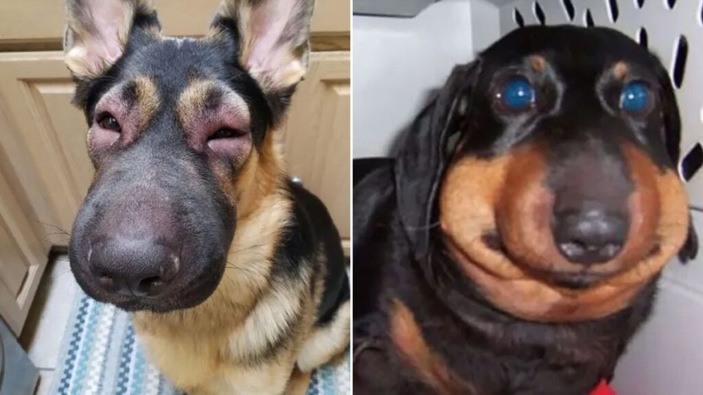 10 Puppies with Swollen Faces After Bee Stings