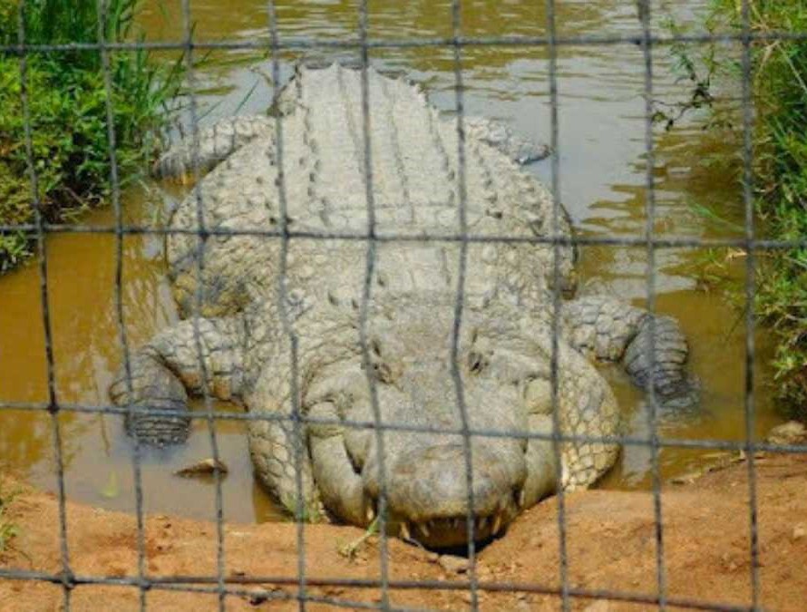 121-Year-Old Nile Crocodile