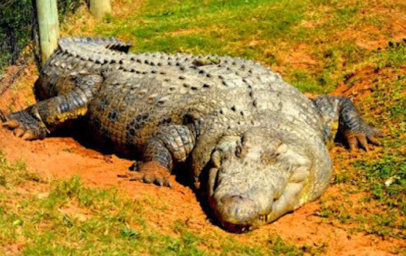 121-Year-Old Nile Crocodile