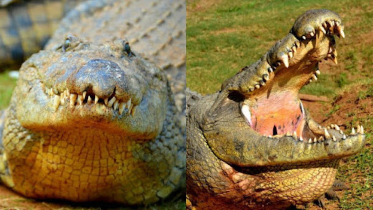 121-Year-Old Nile Crocodile