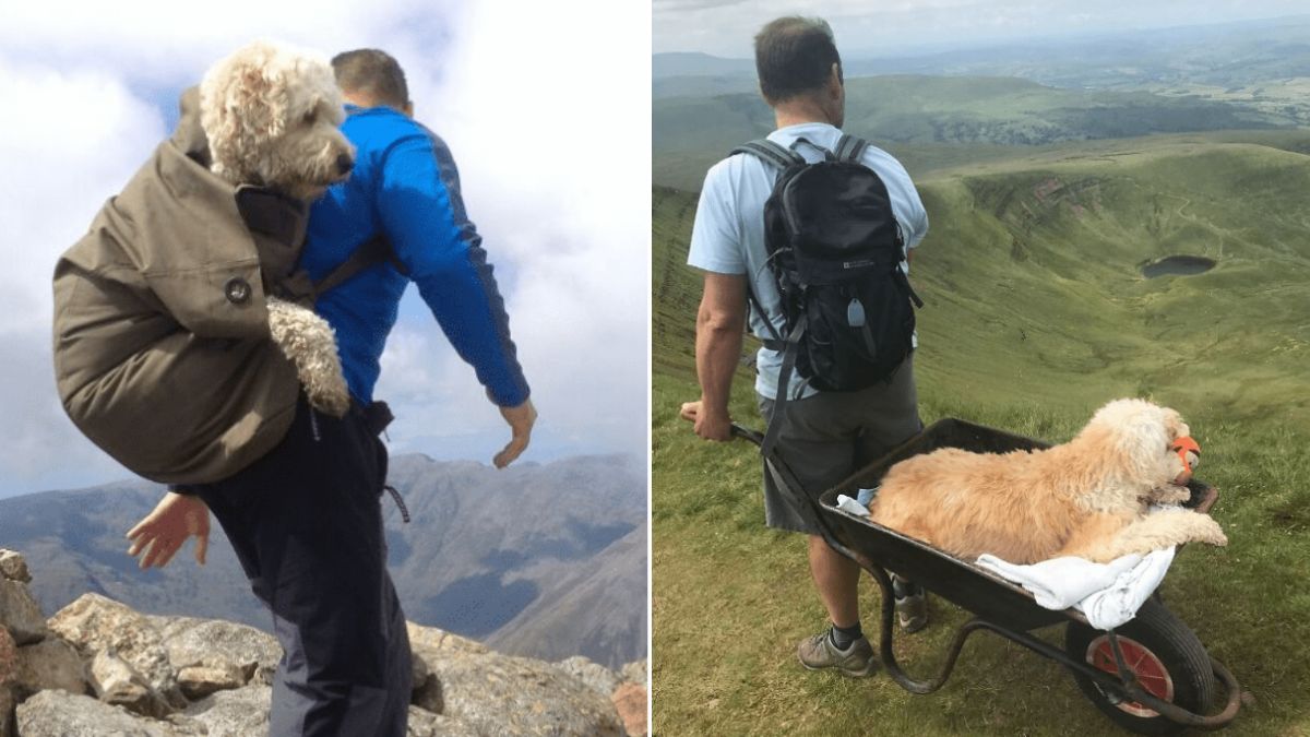 The Heartwarming Story of a Man Taking His Dog on Their Final Adventure