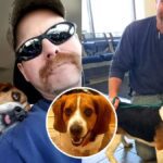 Beagle Rescued Just in Time, Overjoyed After Being Saved