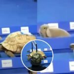 Real Life Test of Tortoise and Hare Race Reveals the True Winner